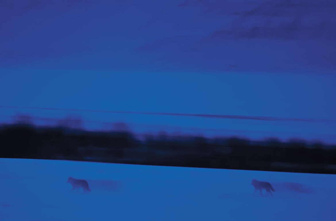 A pair of Tibetan wolves make their way across the Changthang on a full moon night. Though the Ladakhi name for the wolf is 'shanku', they are often referred to as Tipkyak, shadows, a moniker they live up to