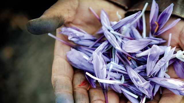 Freshly plucked saffron flowers