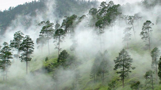 The forests of Dehradun wrapped in mist