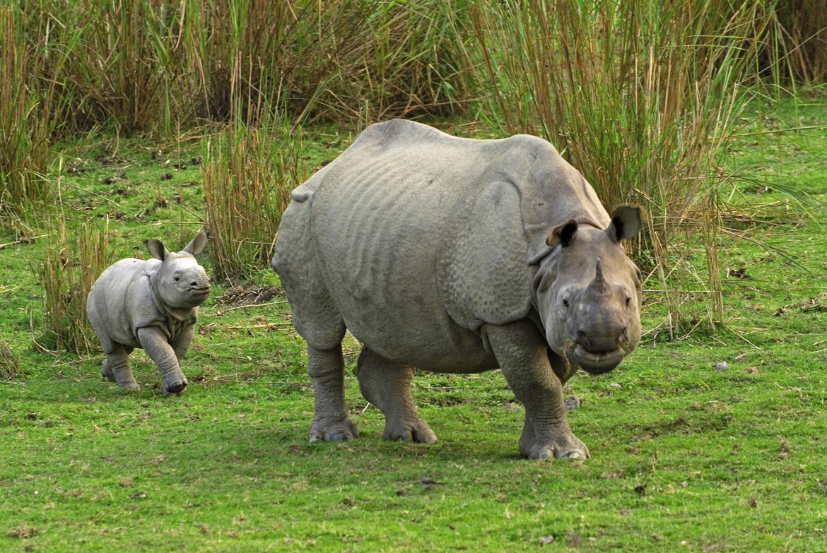 A mother rhino with her baby at Kaziranga National Park