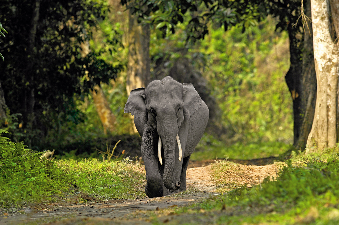 An impressive tusker in Kaziranga National Park