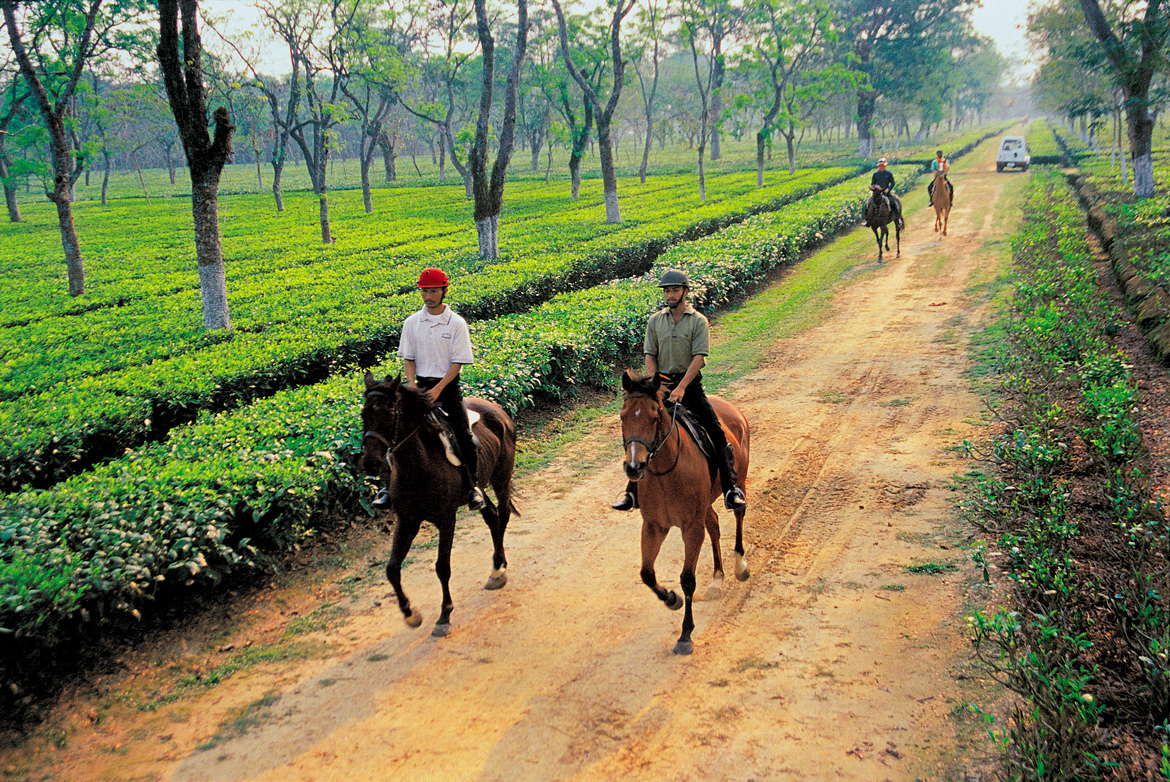 Guests take a horseback tour at the Mancotta Tea Estate, Assam