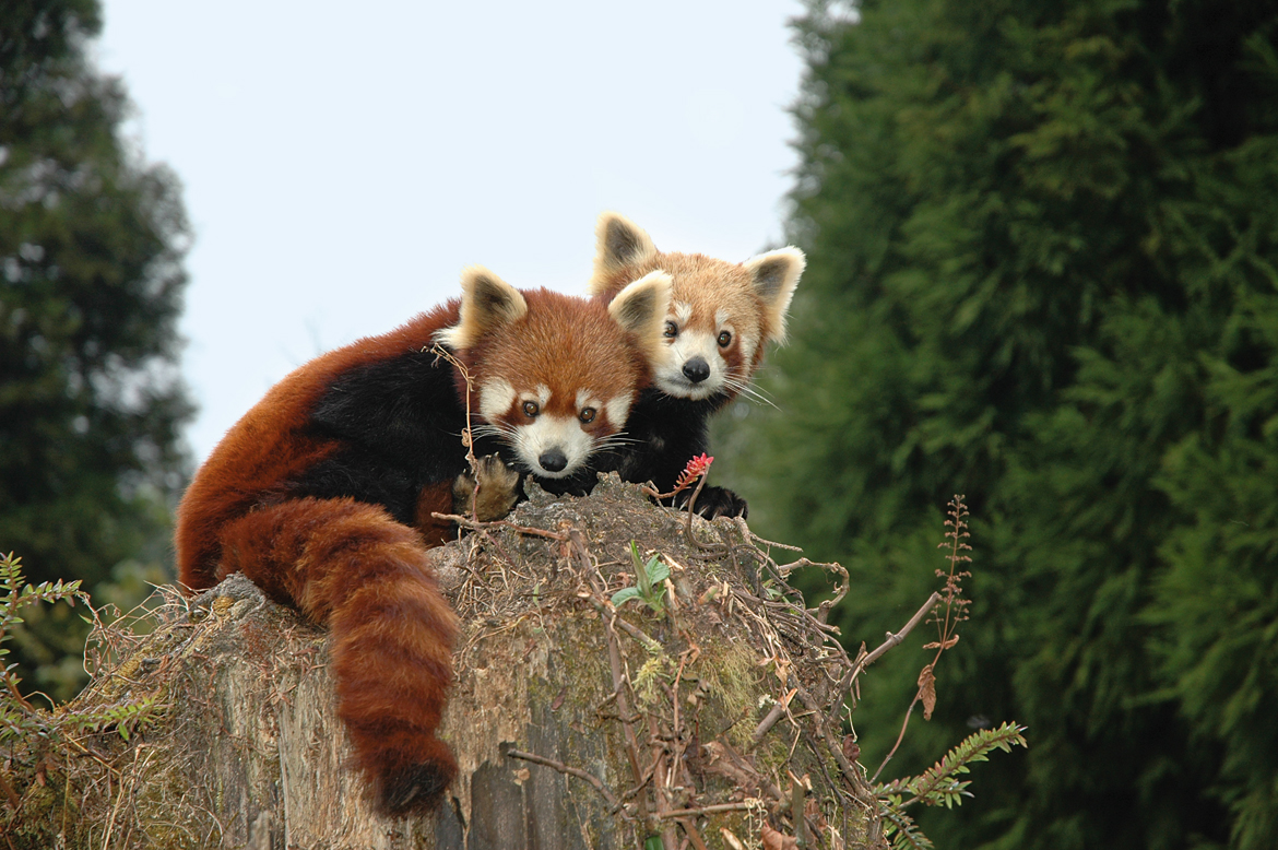 Red Panda in Sikkim