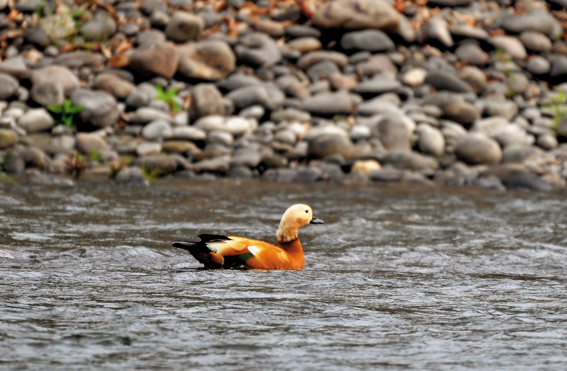 Ruddy shelduck, Nameri National Park