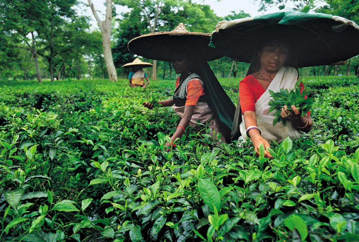 Plantation workers at Jalan Tea Estate