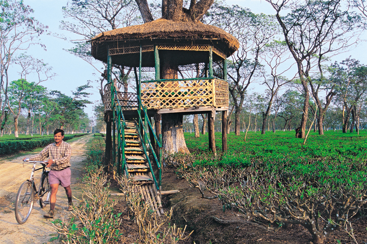 A look out at the Mancotta Tea Estate