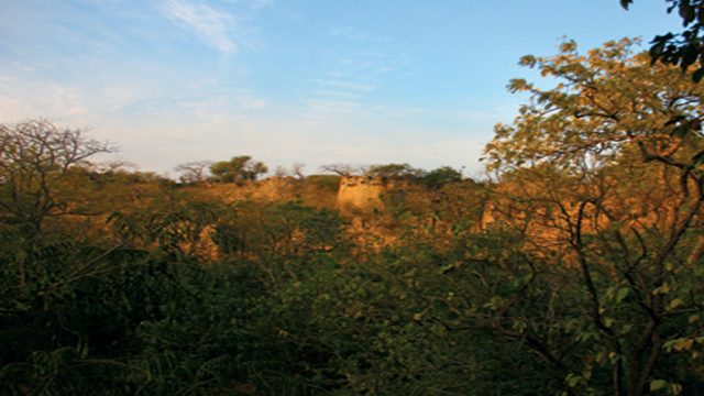 The walls of Koulas Fort, bordered from dense overgrowth