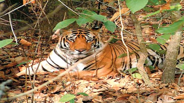 Tiger at Melghat TR