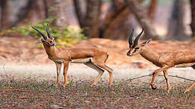 Animal and bird life in sanctuaries across Telangana