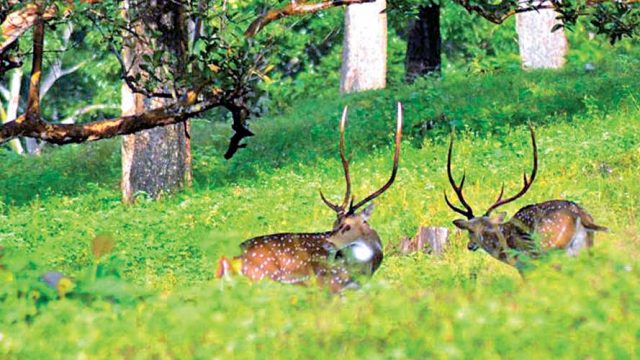 Chital at Chimmony Wildlife Sanctuary