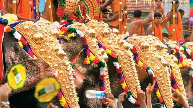 Elaborately adorned elephants at a parade during Pooram festivities