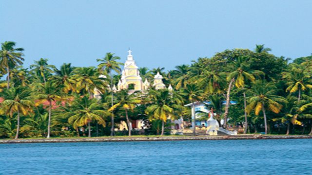 A view of the coconut trees from the Kollam Backwaters