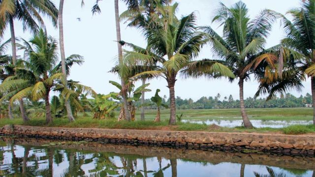 Coconut palm trees, Kumarakom backwaters