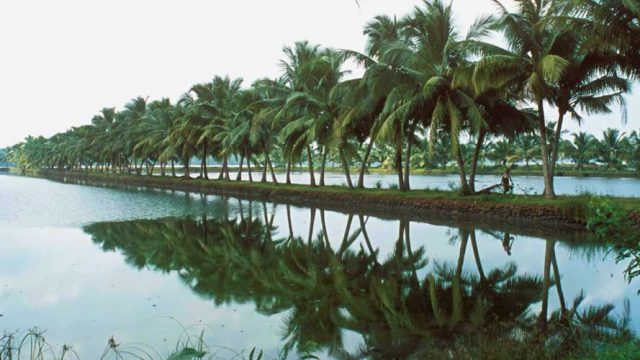 Palm trees reflected in the serene backwaters of Kodungallur