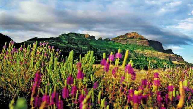 The rugged hills and flower-filled meadows around Malshej Ghat