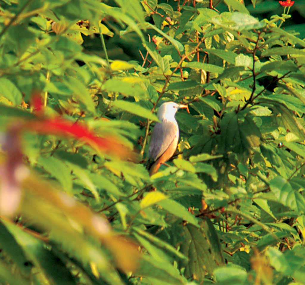 Malabar starling