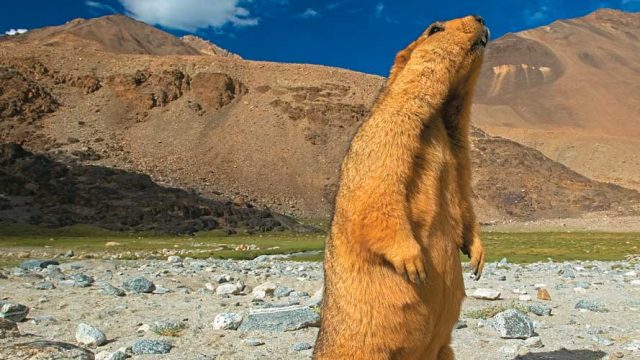 Himalayan marmot at Changthang Wildlife Sanctuary