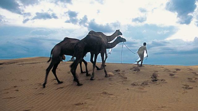 Camels walk across sand dunes, Jaisalmer