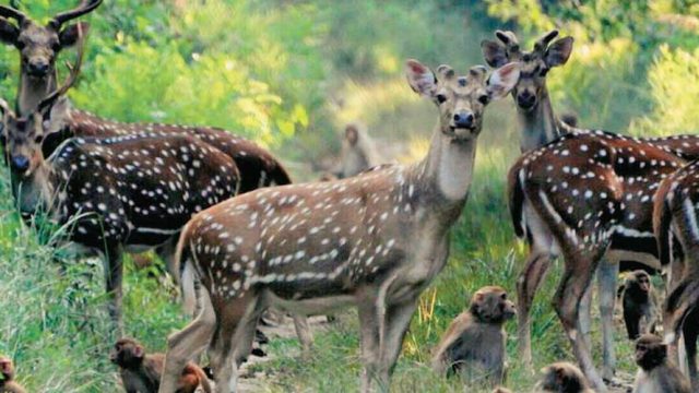 Spotted deer and rhesus macaques in the forest