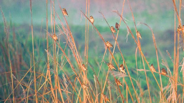 A flock of tiny birds sitting on reeds, Harike Wetlands