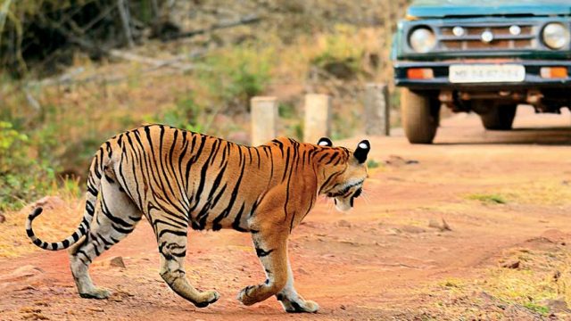 A tiger strides across a trail, Tadoba Andhari Tiger Reserve