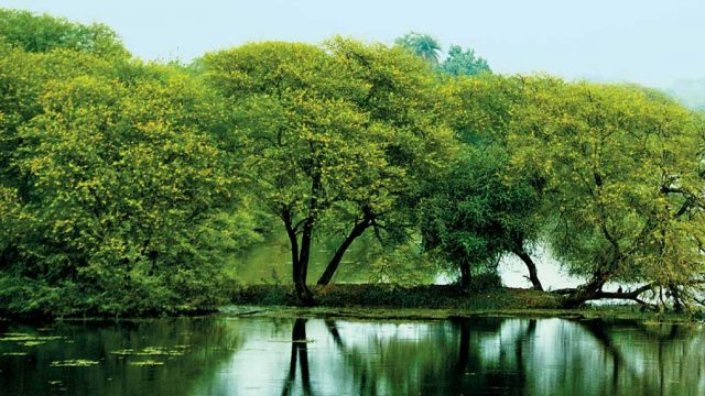 Lush environs of Keoladeo Ghana National Park