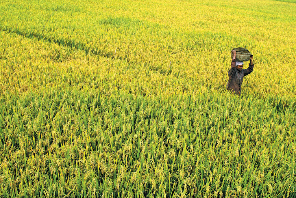 Kuttanad: The Rice Bowl of Kerala