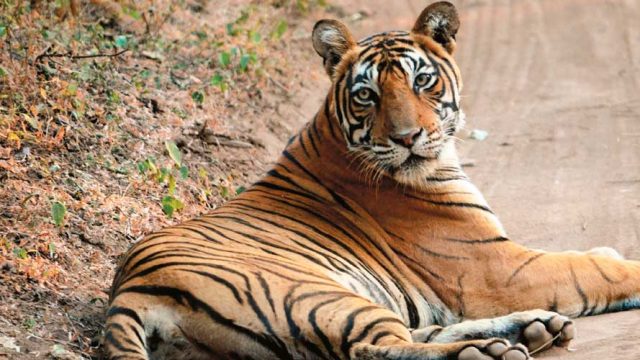 A tiger relaxing at Ranthambhore National Park