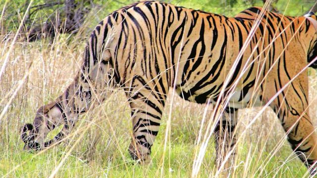 A tiger providing the perfect photo op