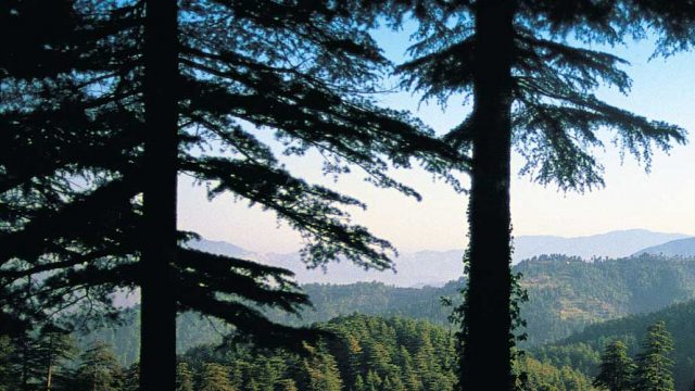 Densely forested hills as far as the eye can see, Chail