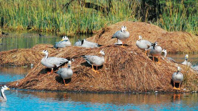 Bar headed geese, Sultanpur Bird Sanctuary