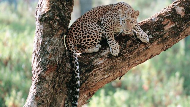 A leopard’s intimidating gaze, BR Hills Wildlife Sanctuary