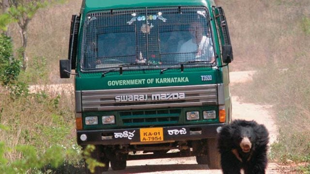 Sighting a sloth bear at Bannerghatta National Park