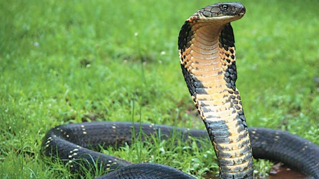 A mesmerising king cobra, Cotigao Wildlife Sanctuary