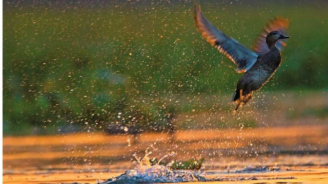 A gadwall duck rising out of the water