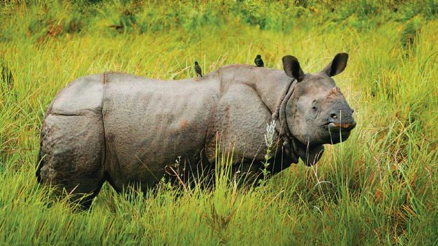 Rhino posing for tourists in Jaldapara Wildlife Sanctuary