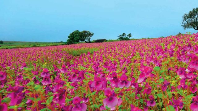 Fuschia blossoms as far as the eye can see, Kaas Plateau