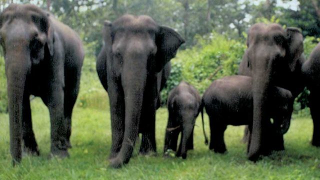 A family of pachyderms at the wildlife sanctuary