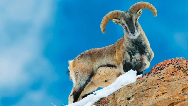 Bharal against the backdrop of a blue sky, Khangchendzonga NP