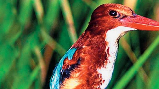 Kingfisher perched on a twig, Madhav National Park