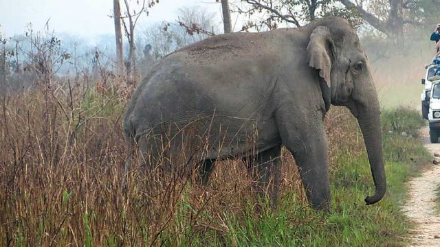 Spotting a wild elephant during a jeep safari