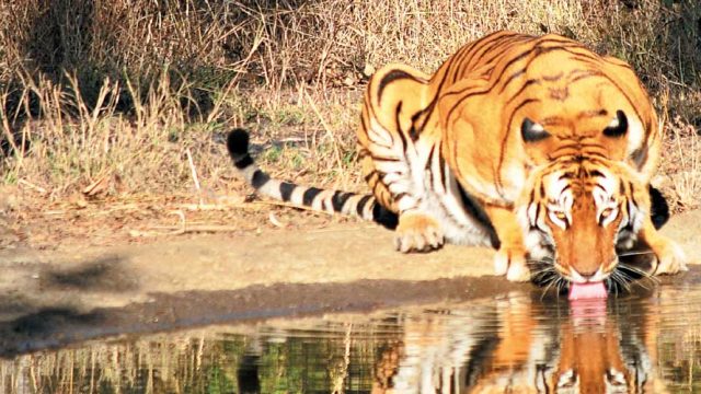 A magnificent tiger at a water hole in Melghat TR