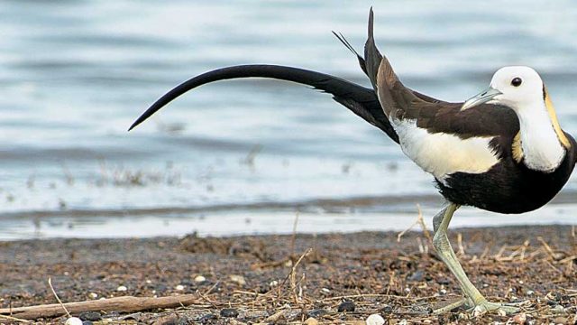 Pheasant tailed jacana at Navegaon NP