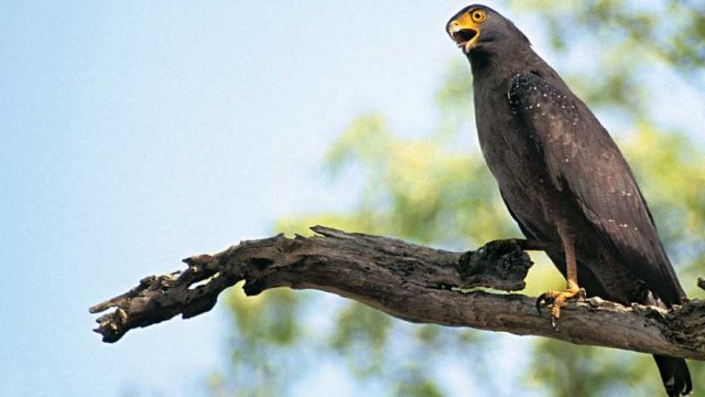 Crested serpent eagle, Nagzira WLS