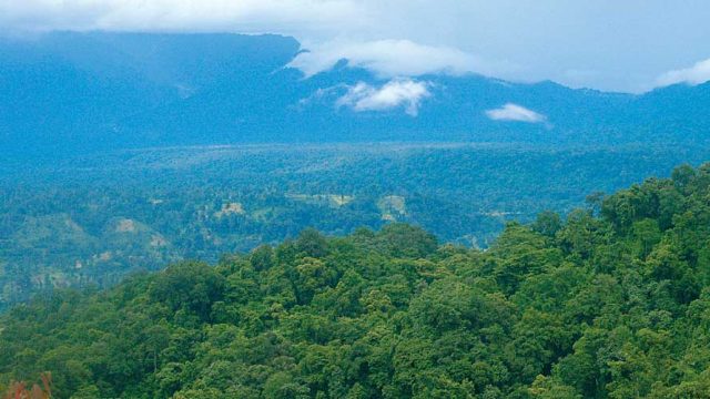 Dense forests covering the landscape as far as the eye can see