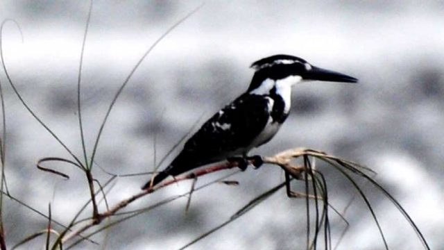 Lesser pied kingfisher in Nameri National Park