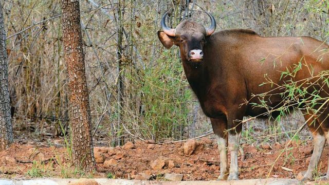 Bovine beauty: a bison at the Radhanagari WLS