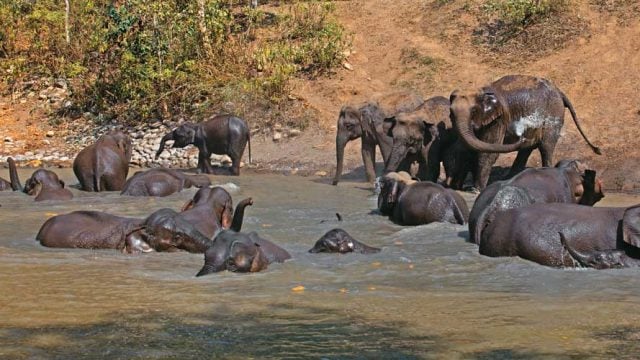 Elephants taking a dip, Rajaji National Park