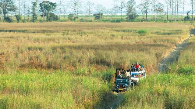 Safari trails through tall grasses in Rajiv Gandhi Orang NP