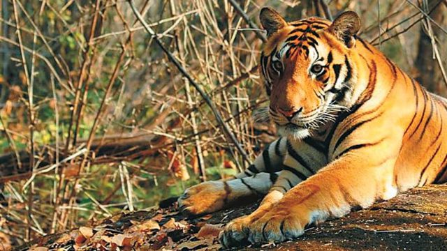 A tiger resting in a shadey spot, Satkosia Tiger Reserve